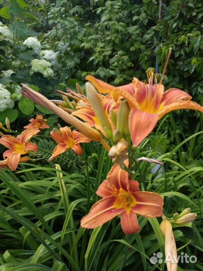 Жасмин многолетний