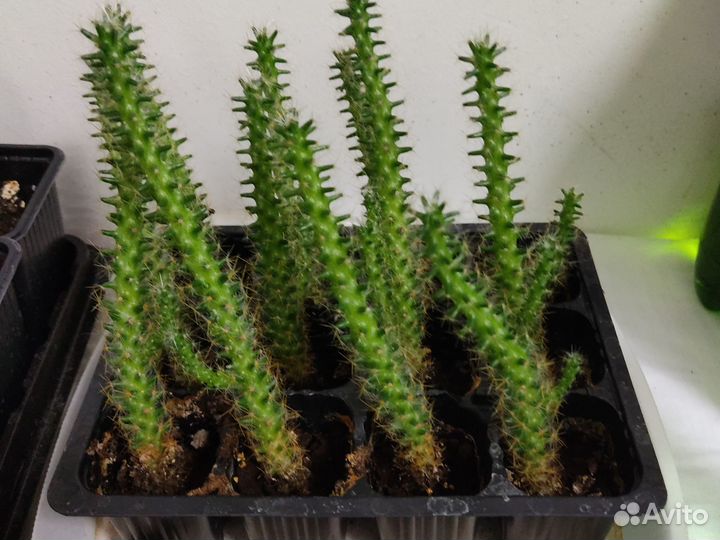 Кактус детки