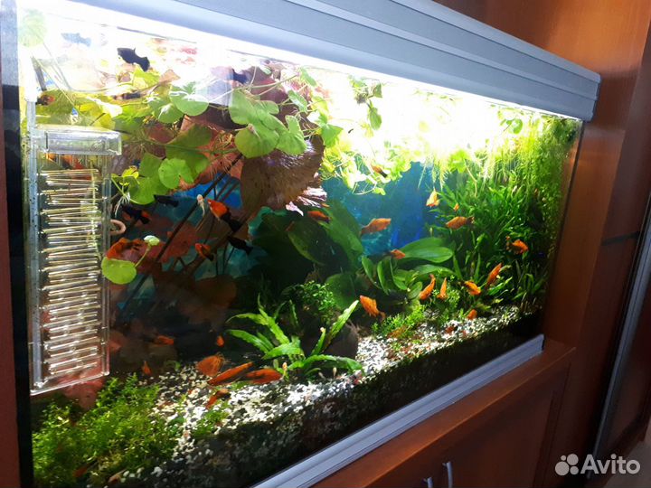 Аквариумные растения