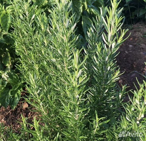 Розмарин рассада в горшке огород на подоконнике