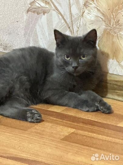 Британский котик