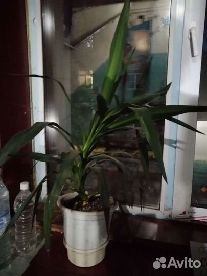 Юкка и гранат