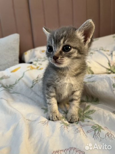 Кошка