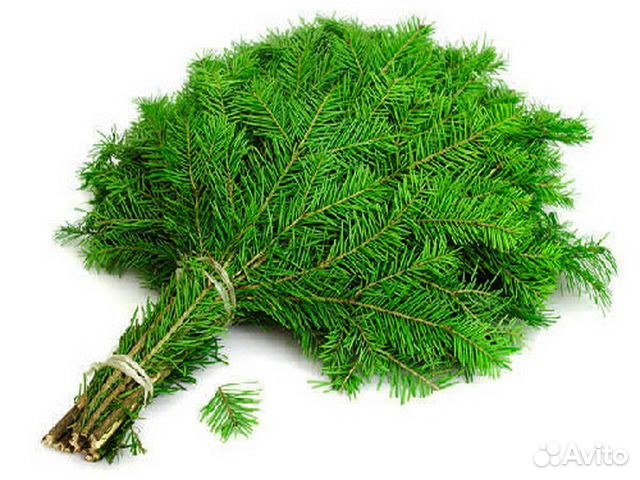 Продам веники пихтовые, свежие