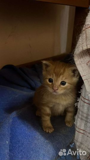 Котик в дар