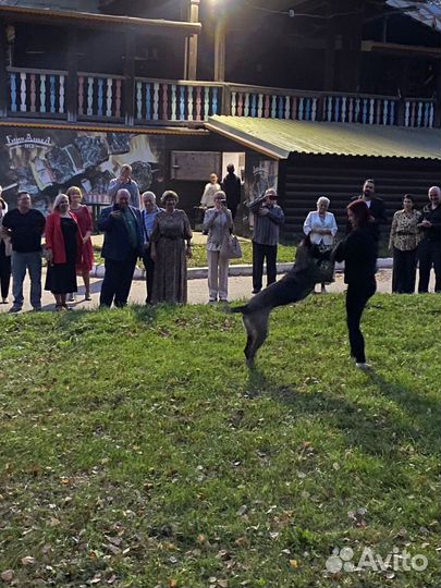 Услуги кинолога