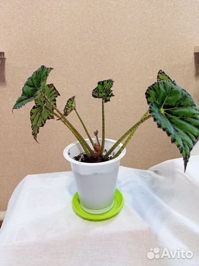 Бегония тигровая