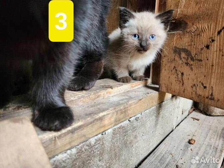 Котята в добрые руки