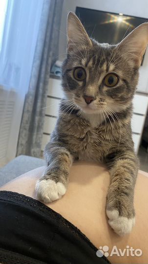 Кошки бесплатно