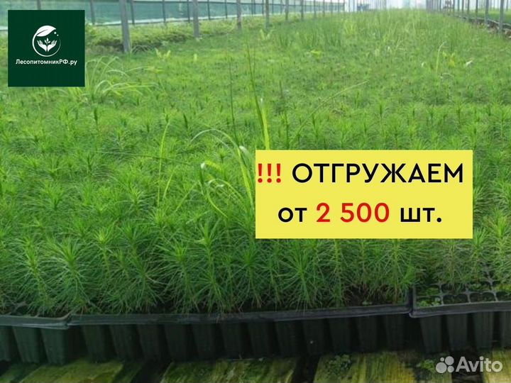 Саженцы сосны зкс оптом