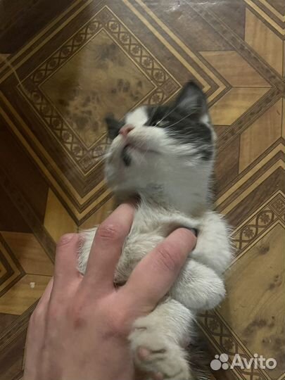 Отдам бесплатно