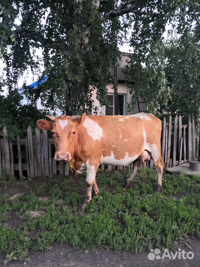 Корова дойная