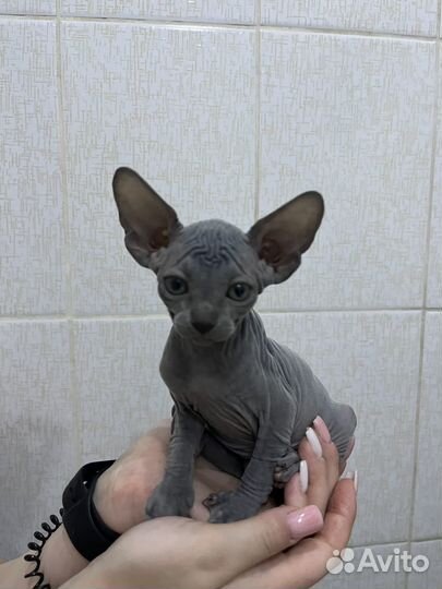 Канадский сфинкс