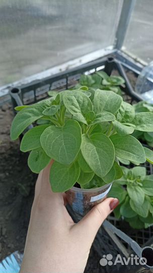 Рассада петуньи ампельной