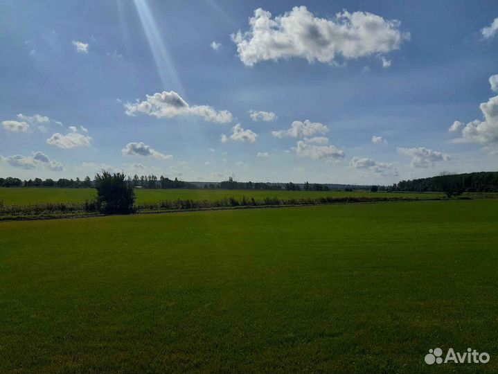 Укладка газона