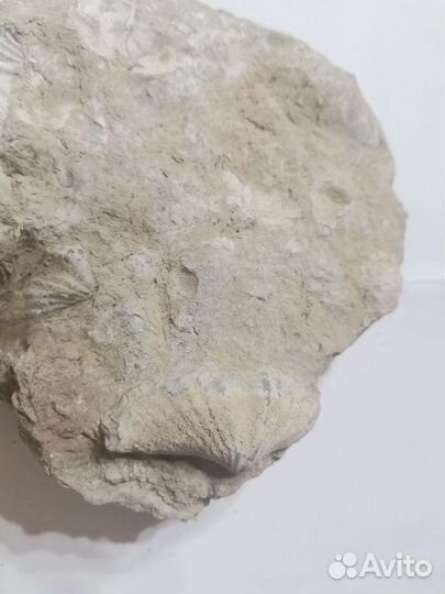 Окаменелая флора пермского периода