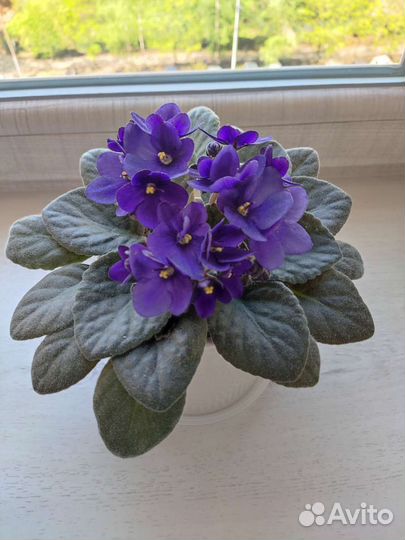 Фиалка листик