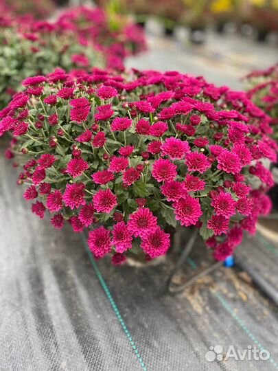 Хризантема