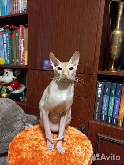 Донской сфинкс кот вязка