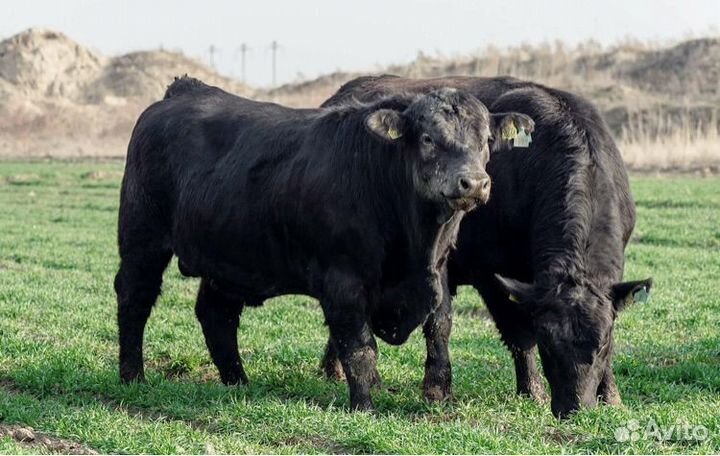 Быки на племя