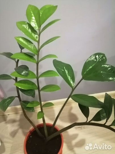 Продам замиокулькас (долларовое дерево)