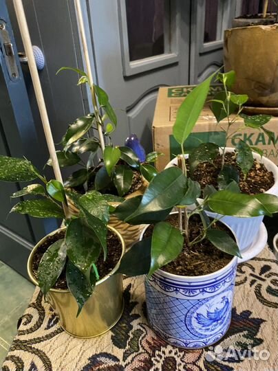 Фикус Бенджамина 4 вида