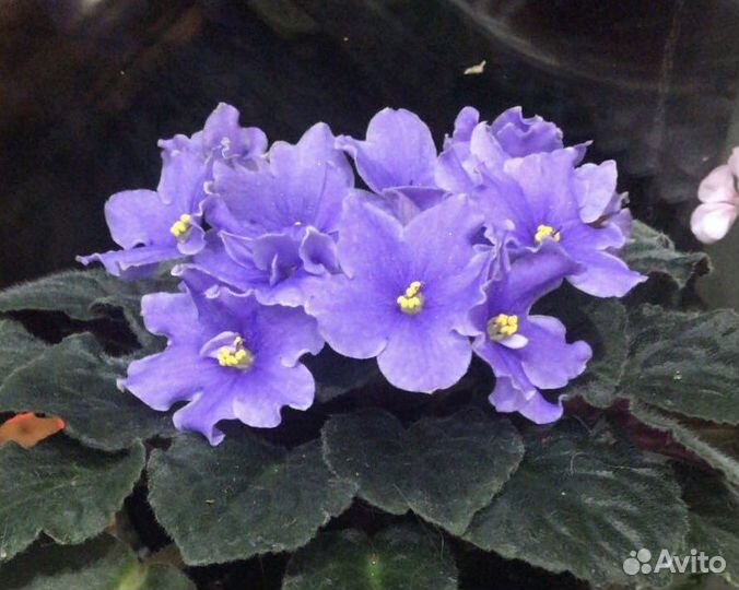 Фиалки-спорты и безымяшки