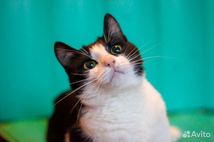 Кот Гектор, 4 года