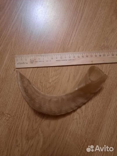 Рога барана, коровы