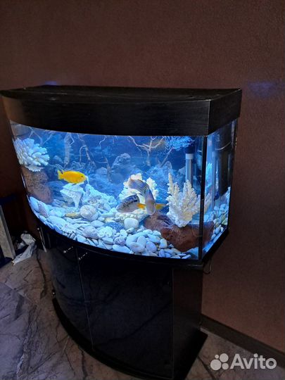 Аквариум с тумбой бу