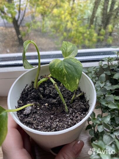 Эпипремнум с горшком