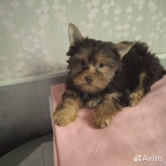 Щенок цветного йорка