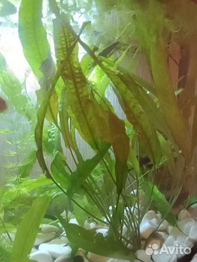 Пистия Криптокорина Роголистник водоросли