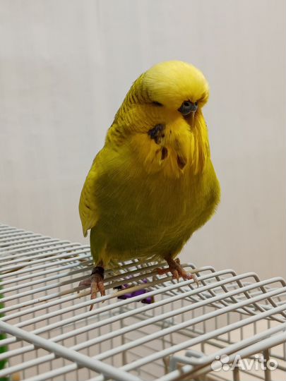 Попугаи ввп чех