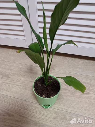 Спатифиллум