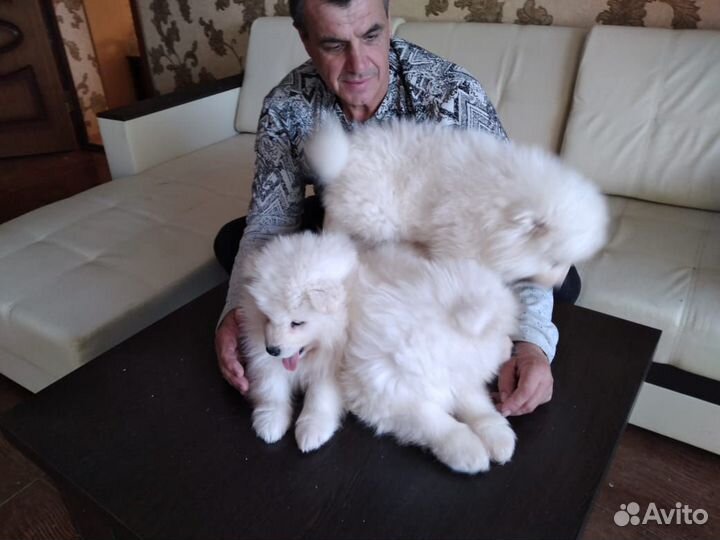 Щенки самоеда-талисман на счастье