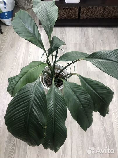 Домашние цветы