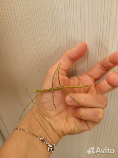 Палочник аннамский