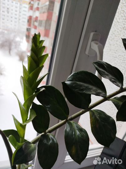 Замиокулькас