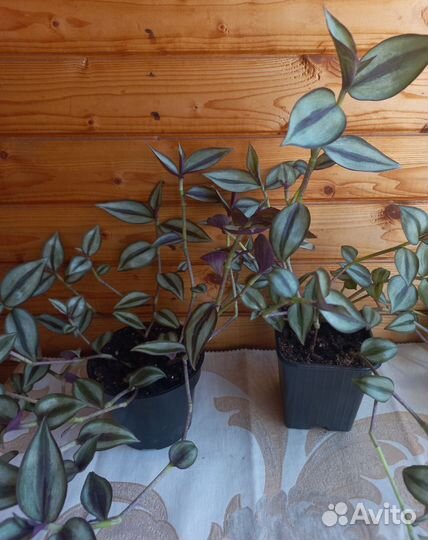 Зебрина (комнатные растения)