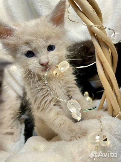 Котятки Мейн-кун