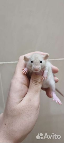 Крыса крысята крысята дамбо крысята сиамские