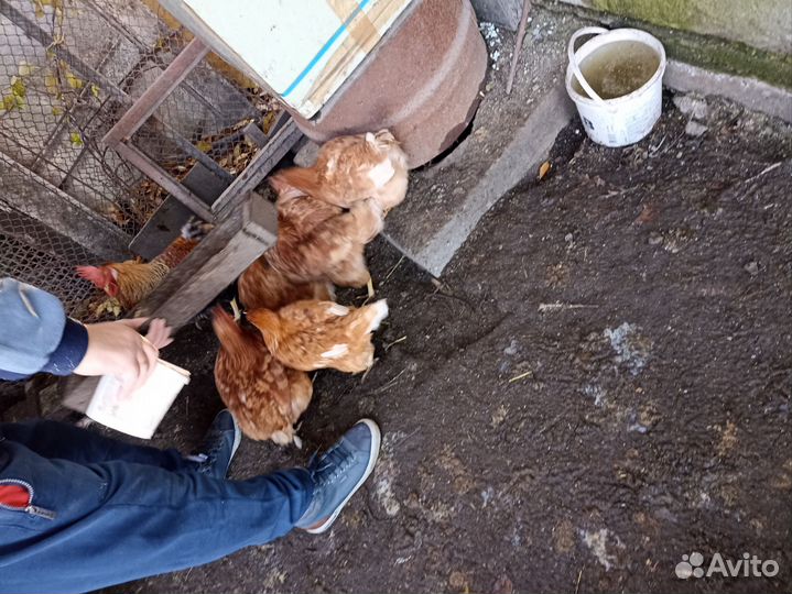 Продам курица