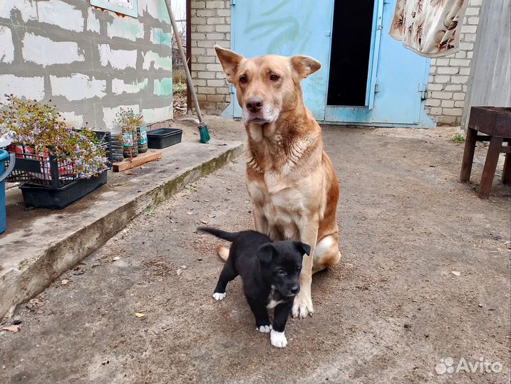 Щенок мальчик от сторожевой собаки