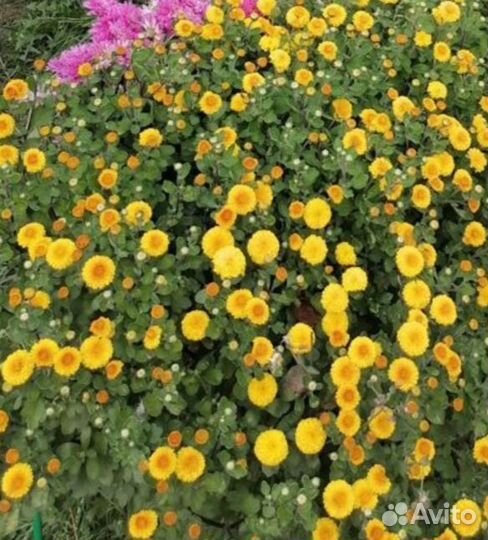 Хризантемы