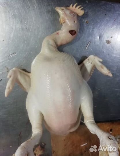 Индейка/Курица домашняя/Халяль/в агропарке