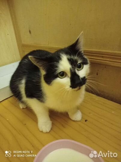 Милый котик