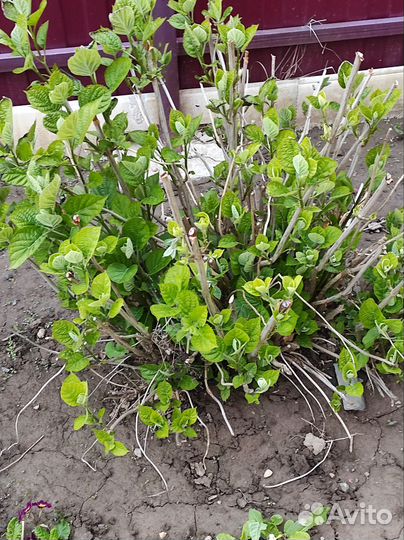 Гортензия древовидная, белая