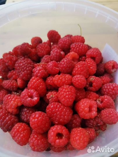 Саженцы малины, черешни, чёрной смородины, ирги