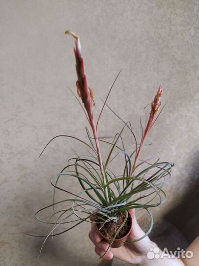 Тилландсии атмосферные